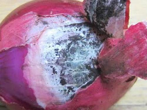 Вредители лука: полная инструкция по борьбе и профилактике 06 Вредители лука: полная инструкция по борьбе и профилактике 06