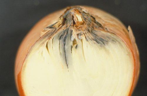 Вредители лука: полная инструкция по борьбе и профилактике 08 Вредители лука: полная инструкция по борьбе и профилактике 08