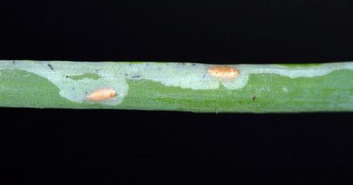 Как предотвратить появление вредителей на луке. Профилактика появления луковой мухи