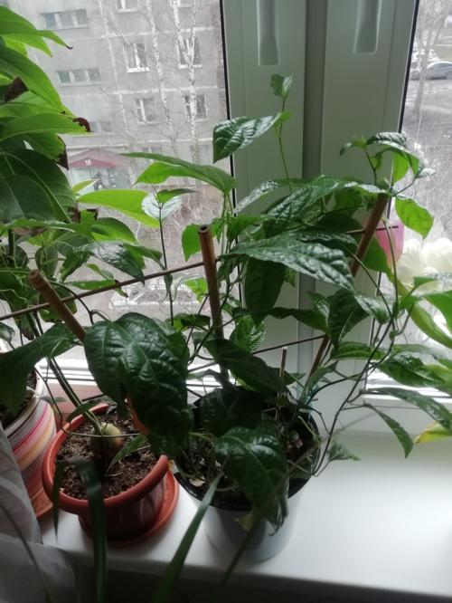 Что интересного можно вырастить дома. Экзотические и не очень растения на подоконнике