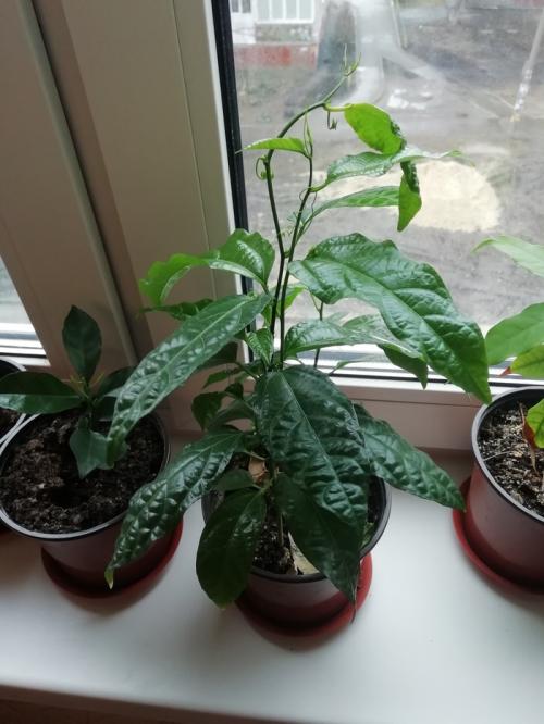 Что интересного можно вырастить дома. Экзотические и не очень растения на подоконнике