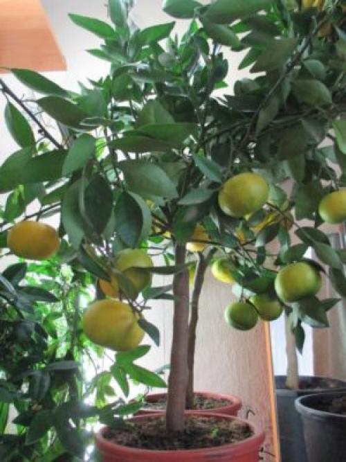 Что можно вырастить дома из косточки. 13 плодовых растений, которые можно вырастить дома из обычной косточки