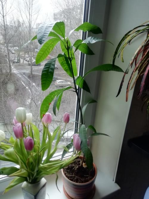 Что интересного можно вырастить дома. Экзотические и не очень растения на подоконнике