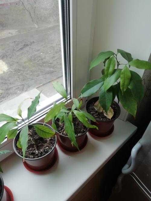 Что интересного можно вырастить дома. Экзотические и не очень растения на подоконнике