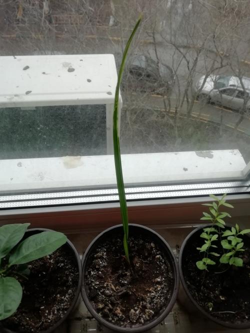 Что интересного можно вырастить дома. Экзотические и не очень растения на подоконнике