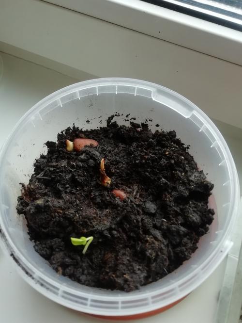 Что интересного можно вырастить дома. Экзотические и не очень растения на подоконнике