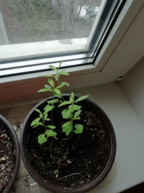 Что интересного можно вырастить дома. Экзотические и не очень растения на подоконнике