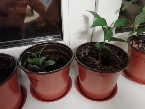 Что интересного можно вырастить дома. Экзотические и не очень растения на подоконнике