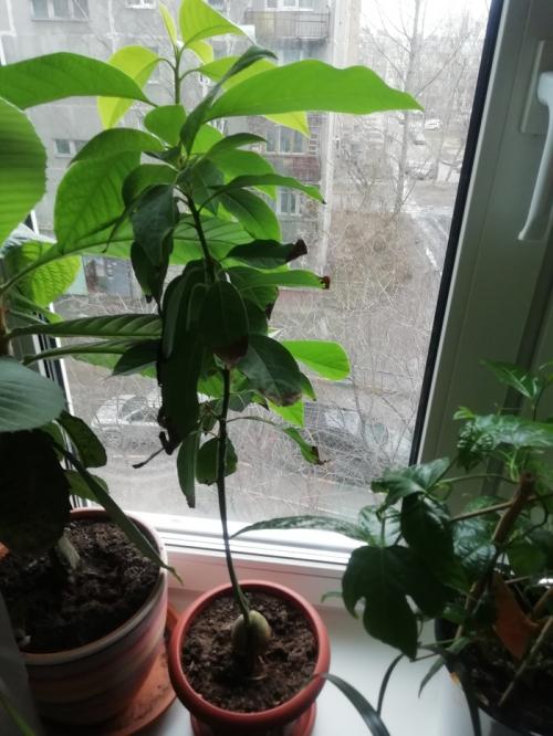 Что интересного можно вырастить дома. Экзотические и не очень растения на подоконнике