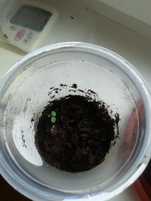 Что интересного можно вырастить дома. Экзотические и не очень растения на подоконнике