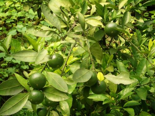 Дерево грейпфрута в домашних условиях. Как вырастить грейпфрут из косточки