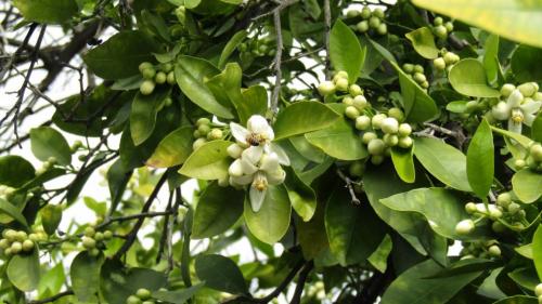 Грейпфрут выращивание и уход за вечнозеленым деревом. Какие условия нужны для выращивания грейпфрута дома 03