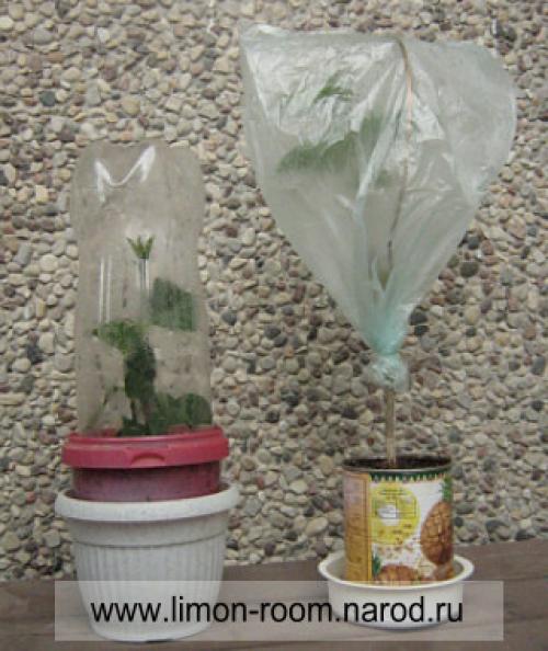 Где взять прививку для лимона. Прививка лимона.