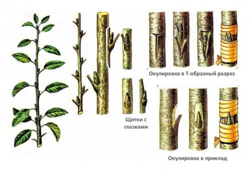В каком возрасте прививать лимон. Как правильно прививают лимон в домашних условиях