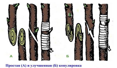 В каком возрасте прививать лимон. Как правильно прививают лимон в домашних условиях