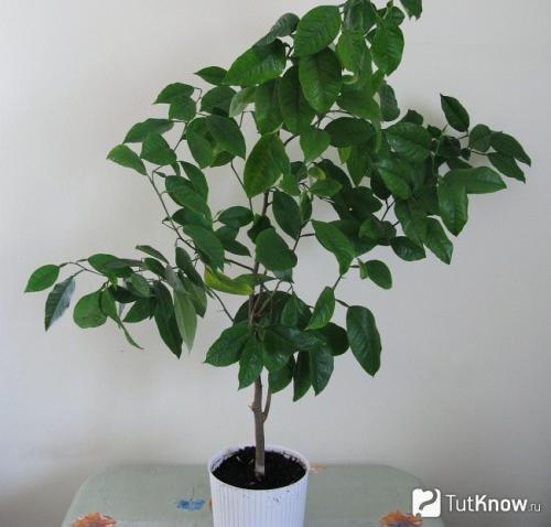 Грейпфрут комнатный уход в домашних условиях. Грейпфрут в комнате 01