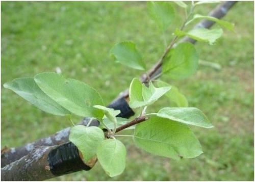 Как привить грейпфрут в домашних условиях. #15 Григорич 09