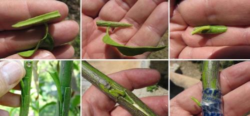 В каком возрасте прививать лимон. Как правильно прививают лимон в домашних условиях