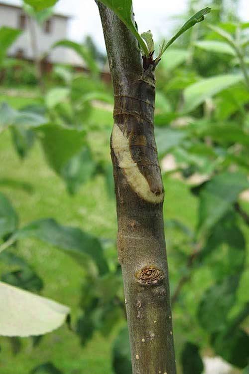 В каком возрасте прививать лимон. Как правильно прививают лимон в домашних условиях