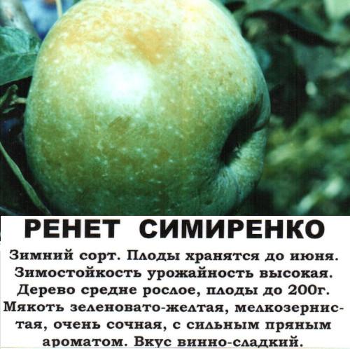 Популярный сорт зимних яблок. Зимние сорта яблок. Фото с названием и описанием
