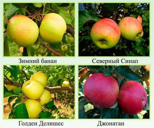 Популярный сорт зимних яблок. Зимние сорта яблок. Фото с названием и описанием