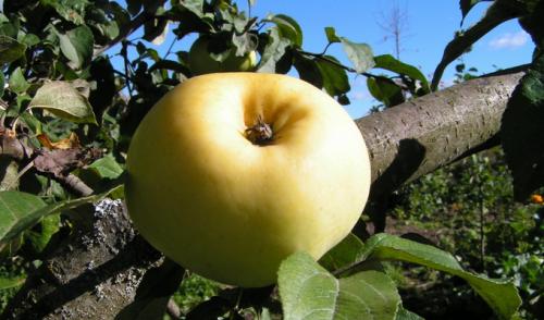 Зимние сорта яблок для средней полосы. Популярные сорта яблонь: зимостойкие и устойчивые к парше