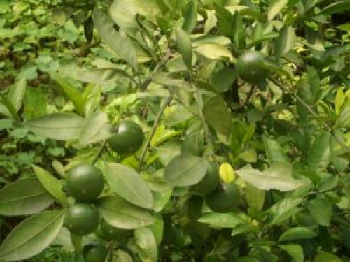 Грейпфрут выращивание. Грейпфрут: все о выращивании, уходе и размножении цитрусового