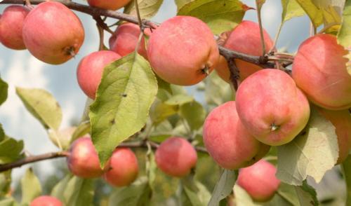 Зимние сорта яблок для средней полосы. Популярные сорта яблонь: зимостойкие и устойчивые к парше