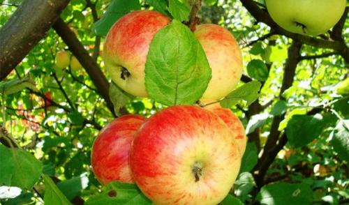 Зимние сорта яблок для средней полосы. Популярные сорта яблонь: зимостойкие и устойчивые к парше