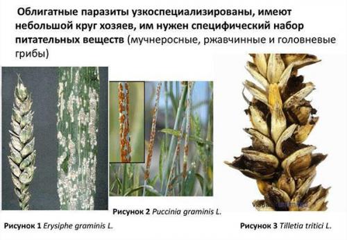 Грибы-паразиты на деревьях. Классификация паразитирующих грибов