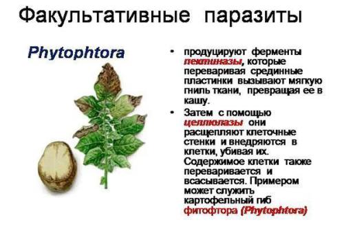 Грибы-паразиты на деревьях. Классификация паразитирующих грибов