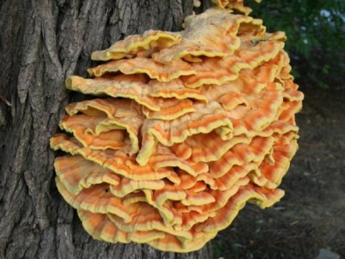 Какие грибы вырастают на плодовых деревьях. Съедобные 04 Какие грибы вырастают на плодовых деревьях. Съедобные 04