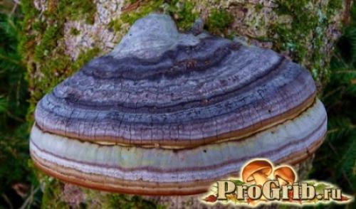 Грибы на деревьях трутовик. Сокровище, подаренное природой: подробное описание и особенности трутовика