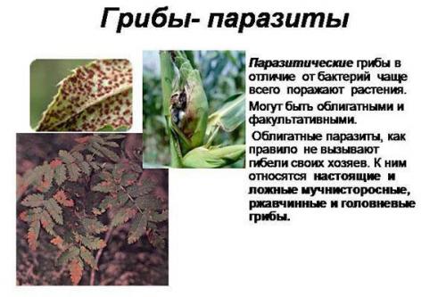 Грибы-паразиты на деревьях. Классификация паразитирующих грибов