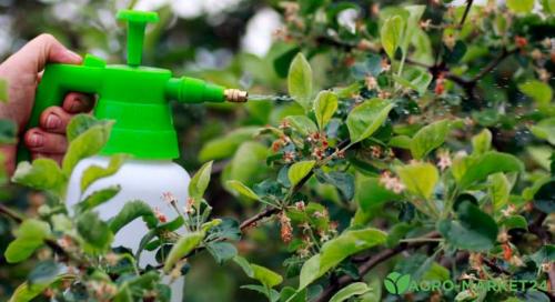 Весенняя обработка деревьев: 4 ключевых этапа для вашего сада 03