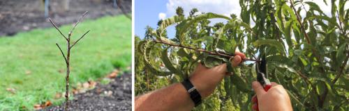 Как правильно обрезать деревья и кустарники весной. ОСОБЕННОСТИ ОБРЕЗКИ ПЛОДОВЫХ ДЕРЕВЬЕВ ВЕСНОЙ: СОВЕТЫ ДЛЯ НАЧИНАЮЩИХ САДОВОДОВ