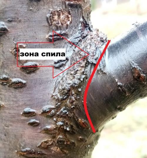 Зачем нужна санитарная обрезка растений и как ее правильно проводить. Что нужно учесть при обрезке плодовых весной?