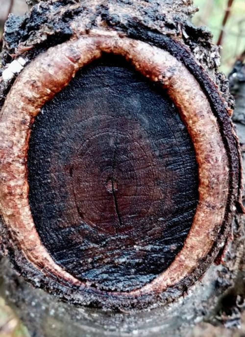 Зачем нужна санитарная обрезка растений и как ее правильно проводить. Что нужно учесть при обрезке плодовых весной?