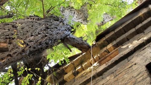 Весенняя обработка деревьев: 4 ключевых этапа для вашего сада 01