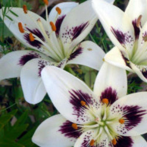 Как обрезать лилии в вазу. Обрезка лилии - когда это нужно делать?