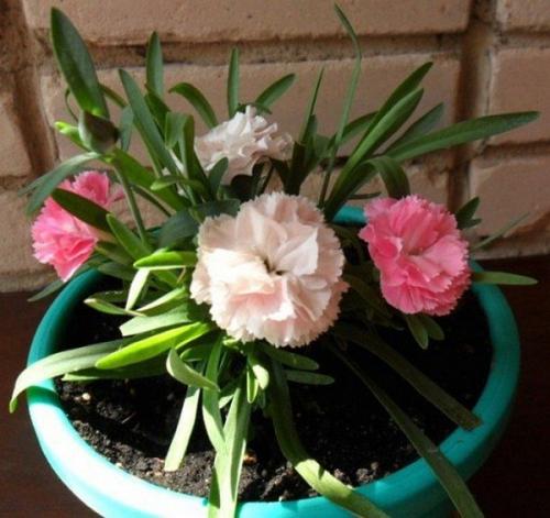 Многолетняя гвоздика в горшке. Что такое комнатная гвоздика?