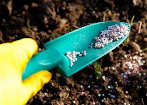 Как обрезать лилии после цветения. Что делать с лилиями после того, как они отцвели