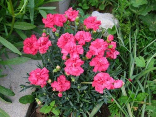 Многолетняя гвоздика в горшке. Что такое комнатная гвоздика?