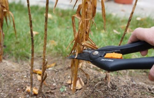 Как обрезать лилии после цветения. Что делать с лилиями после того, как они отцвели