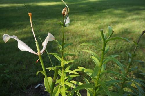 Как обрезать лилии после цветения. Что делать с лилиями после того, как они отцвели