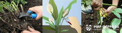 Подкормка лилий после цветения 03