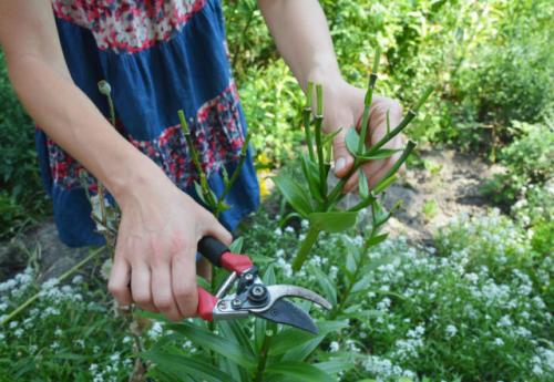 Как обрезать лилии на зиму. Когда нужно обрезать лилии на зиму