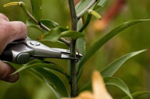 Как обрезать лилии на зиму. Когда нужно обрезать лилии на зиму