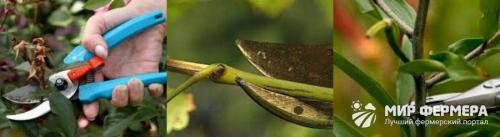 Подкормка лилий после цветения 02