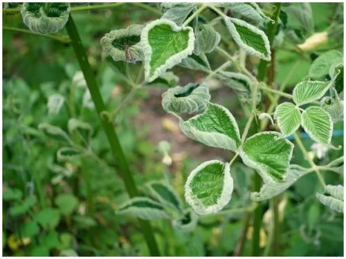 Как обработать сад, если уже видны признаки заражения. Вирус на пасленовых